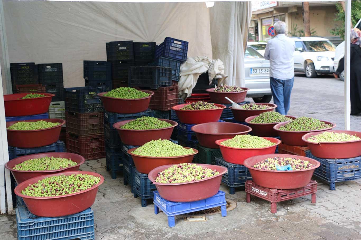 "En lezzetli ve uzun ömürlü zeytin yeşil zeytindir"